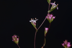 Rotala floribunda