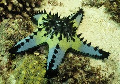 Protoreaster nodosus