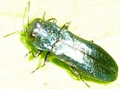 Agrilus cyanescens