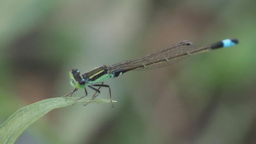 Common Bluetail