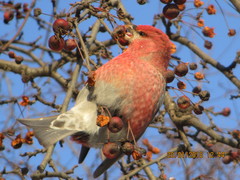 Pinicola enucleator