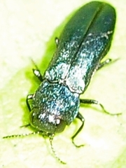 Agrilus cyanescens