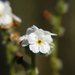 Cleveland's Cryptantha - Photo (c) 2003 Brent Miller, some rights reserved (CC BY-NC-SA)