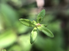 Galium bungei trachyspermum