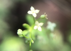 Galium bungei trachyspermum