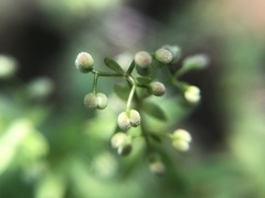 Galium bungei trachyspermum