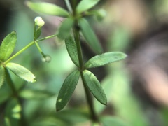Galium bungei trachyspermum