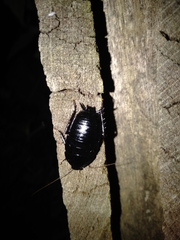 Melanozosteria nitida