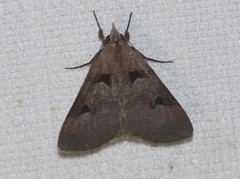Avatha discolor