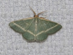 Mixocera latilineata