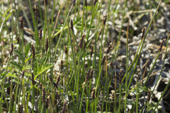 Eleocharis kamtschatica