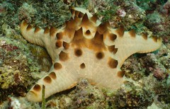 Protoreaster nodosus