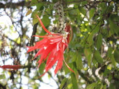 Heliocereus speciosus