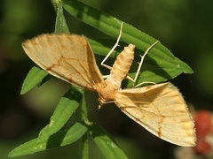 Gandaritis pyraliata