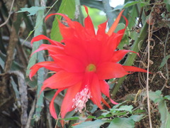 Heliocereus speciosus