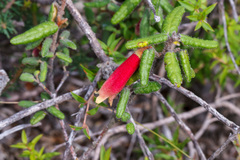 Correa reflexa reflexa