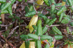 Correa reflexa reflexa