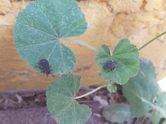 Scantius forsteri
