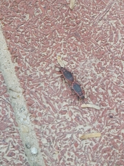 Scantius forsteri