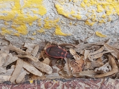 Scantius forsteri