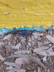 Scantius forsteri
