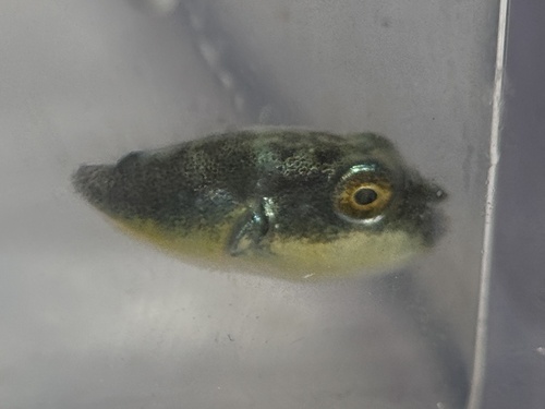 Northern puffer (Sphoeroides maculatus) — Tetraodontidae — 4
