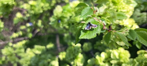 Green Longhorn Moth