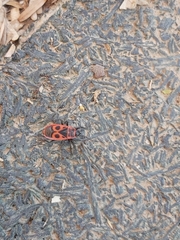 Pyrrhocoris apterus