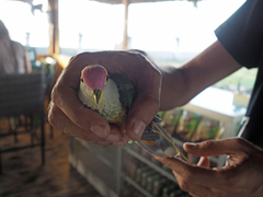 Ptilinopus regina ewingii