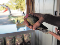 Ptilinopus regina ewingii