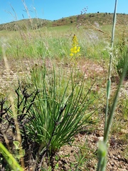 Bulbine angustifolia