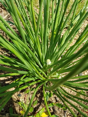 Bulbine angustifolia
