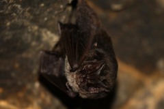 Barbastella barbastellus