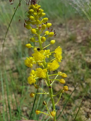 Bulbine angustifolia