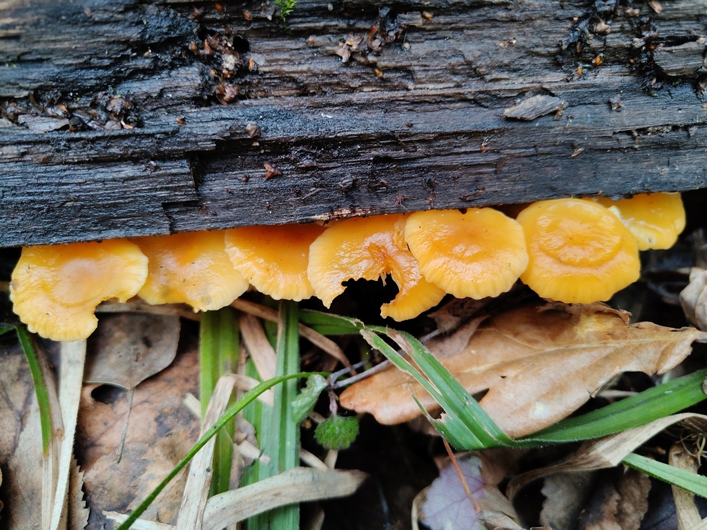 Flammulina · April 2026 · photo: © katto4ka (iNaturalist, cc-by)