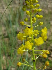 Bulbine angustifolia
