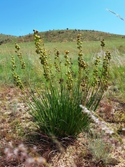 Bulbine angustifolia