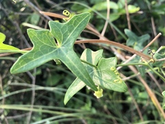 Solena amplexicaulis