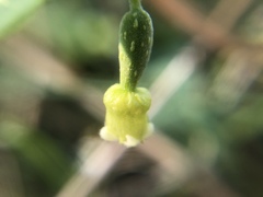 Solena amplexicaulis