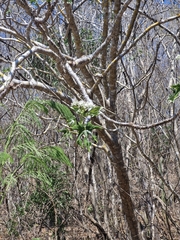 author not stated, no rights reserved Cnidoscolus megacanthus, photograph author not stated, no rights reserved