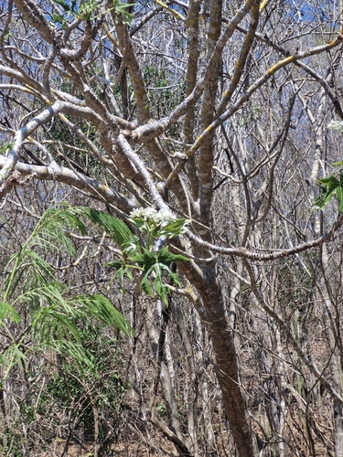 Cnidoscolus megacanthus, photograph 5
