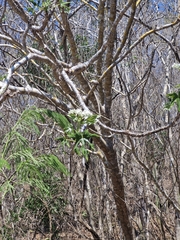 author not stated, no rights reserved Cnidoscolus megacanthus, photograph author not stated, no rights reserved