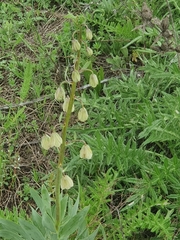 Fritillaria persica