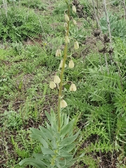 Fritillaria persica