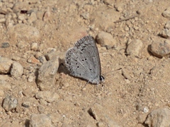 Celastrina neglecta