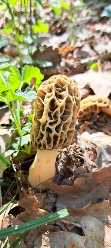 Yellow Morel