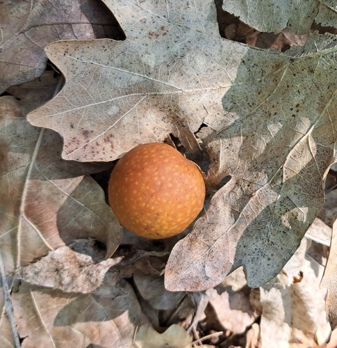 Cherry Gall Wasp