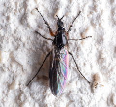 Dilophus antipedalis