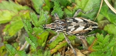 Coniocleonus pseudobliquus