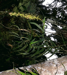 Epidendrum baezense
